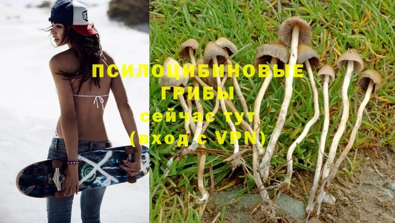 купить  сайты  Весьегонск  Галлюциногенные грибы MAGIC MUSHROOMS 